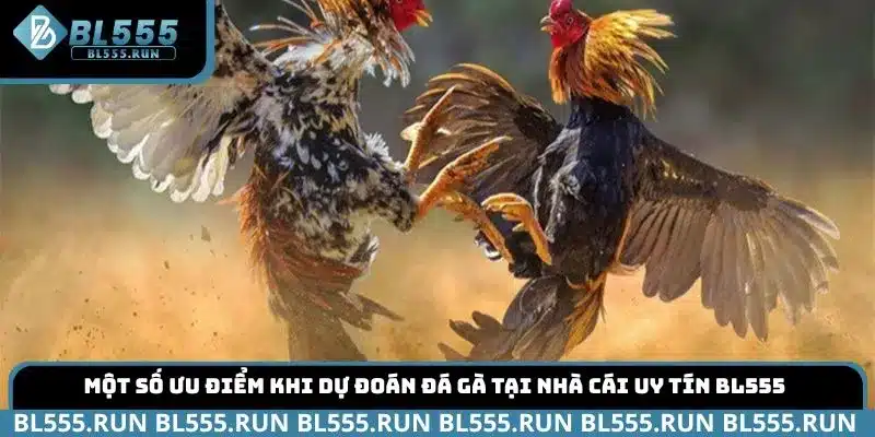 Một số ưu điểm khi dự đoán Đá Gà tại nhà cái uy tín BL555