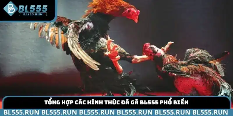 Tổng hợp các hình thức Đá Gà BL555 phổ biến